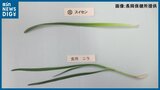 スイセンを“炒め物”にして吐き気や嘔吐 誤食で家族2人が食中毒 新潟県長岡市 | 新潟のニュース・天気|BSN NEWS|BSN新潟放送