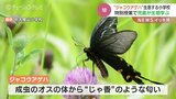 成虫から甘い香りのジャコウアゲハ　生息する小学校で生態学ぶ　富山・射水市　|　富山のニュース｜天気・防災｜チューリップテレビ