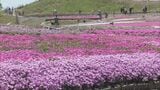 ｢青空とピンクが映える…｣ 茶臼山高原の｢芝桜まつり｣ 約40万株が見頃に 6月7日まで開催 5月の週末にはライトアップも 愛知･豊根村　|　名古屋・愛知・岐阜・三重のニュース【CBC news】 | CBC web