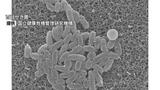 【百日せき急増】小学生で抗体減り感染しやすく 乳児は重症化も…過去最多ペース 対策は? | 長崎のニュース | 天気 | NBC長崎放送