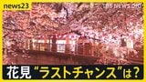各地で“花散らしの雨”…見ごろを迎えた桜の名所では「桜より酒」 1日も全国的に雨の予報…“花見のラストチャンス”は?【news23】|TBS NEWS DIG