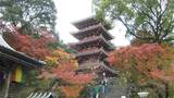 「いいのが撮れましたよ」葉のグラデーション鮮やかに 五台山・竹林寺で紅葉が見頃 | 高知のニュース・天気|KUTV NEWS | KUTVテレビ高知