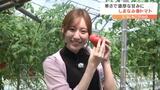 トマトは夏野菜? 生産者のこだわり詰まった「しまなみ春トマト」が旬 | 愛媛のニュース - Nスタえひめ|あいテレビは6チャンネル