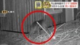 【クマ駆除】札幌・円山動物園内でクマ1頭を捕獲し駆除…体長1.13mのオス特徴から9日から何度も出没の個体か、箱わなにかかる | 北海道のニュース|HBC北海道放送