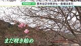 「期間中にもう1回ぐらい来たい」“行動制限なし”河津桜まつり開幕から1週間　咲き具合やにぎわいは？|TBS NEWS DIG