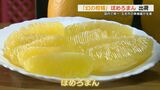 【国内で唯一生産】幻の柑橘「ぽめろまん」出荷　果肉のぷちぷちとした食感と酸味が少ない爽やかな甘さ|TBS NEWS DIG