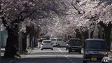 青森でもサクラ「満開」 桜川地区の『桜のトンネル』は見頃に 沿道歩く人は「気持ちが華やぐ」|TBS NEWS DIG