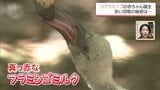 11年ぶりにフラミンゴの一種「コフラミンゴ」の赤ちゃんが誕生 宮崎市フェニックス自然動物園 | MRTニュース | MRT宮崎放送