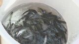 透明度の高い“奇跡の川”で大きく育て！ 子どもたちが稚アユ1万匹を放流　6月解禁の友釣りシーズン前に|TBS NEWS DIG