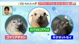 わかります？アザラシ、アシカ、オットセイ　水族館の人気者の違いを調べてみた！【ものしりッス】　|　静岡のニュース | SBSNEWS | 静岡放送