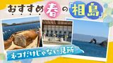 春の散歩におすすめ　玄界灘・相島　びっくり！たまたま遭遇した、海岸の壮大な石積み古墳２５０基　|　福岡のニュース｜RKB NEWS｜RKB毎日放送