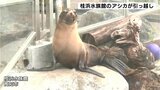 桂浜水族館のカリフォルニアアシカ 繁殖のため静岡県の伊豆・三津シーパラダイスにお引越し|TBS NEWS DIG