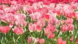 色とりどりのチューリップが見頃 約60品種7万本が公園内に…グラデーションの光景も楽しめる=静岡・吉田町　|　静岡のニュース | SBSNEWS | 静岡放送