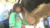 「乳搾り」体験イベント　餌や資材高騰で厳しい酪農への理解と消費拡大へ　大分　|　大分のニュース｜OBS NEWS｜大分放送