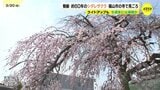 樹齢約60年のシダレザクラが見ごろに　広島・福山市　|　RCC NEWS | 広島ニュース | RCC中国放送