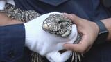 【速報】日光浴中に脱走のトカゲを発見・無事捕獲 飼い主は涙ながらに「迷惑かけ申し訳ないが安心した」「いつも通りの『おせろ』だった」「ありがとうございます」|TBS NEWS DIG