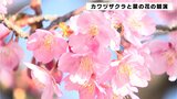 青空に映える鮮やかなピンク色 まさに春らんまん カワヅザクラと菜の花の競演 | 高知のニュース・天気|KUTV NEWS | KUTVテレビ高知
