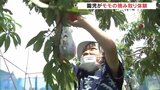 「あまくて、やわらかくて...」園児がモモ摘み取り体験 収穫ピークで「おいしい」お手伝い 富山・入善町|TBS NEWS DIG