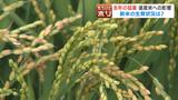 猛暑の影響も…全国で“米不足” 価格高騰に購入制限で消費者困惑 新米が出回れば“品薄”解消も、価格は高めの可能性 | 北海道のニュース|HBC北海道放送