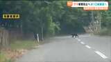 ツキノワグマ目撃相次ぐ中 10月から人里に近い地域で10頭捕獲へ 宮城 | 宮城のニュース│tbc NEWS│tbc東北放送