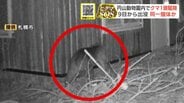 【クマ駆除】札幌・円山動物園内でクマ1頭を捕獲し駆除…体長1.13ｍのオス特徴から9日から何度も出没の個体か、箱わなにかかる　|　北海道のニュース｜HBC北海道放送