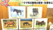 「家畜動物やシマウマの種類にも注目してみてほしい」2026年の干支＝午　ウマ科の動物の歴史・生態学ぶ展示会　|　高知のニュース・天気｜KUTV NEWS | KUTVテレビ高知