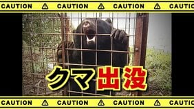 【クマ出没】　犬の散歩中に目撃　河川敷に80センチ程度のクマ　春になってからは初の出没　山梨・身延町|TBS NEWS DIG