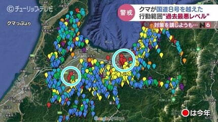 海へ海へ…クマの行動範囲が“過去最悪レベル” 柿の木伐採どうすれば