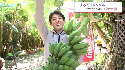 圧倒的糖度＝250㎝,銀バナナ★有吉マツコTV紹介・バナナ＝低木化苗２ｍ台で開花 圧倒的糖度＝250㎝,銀バナナ☆有吉マツコTV紹介・バナナ＝低木化苗2m