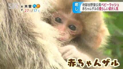 愛らしいしぐさが間近に スノーモンキーで知られる地獄谷野猿公苑で