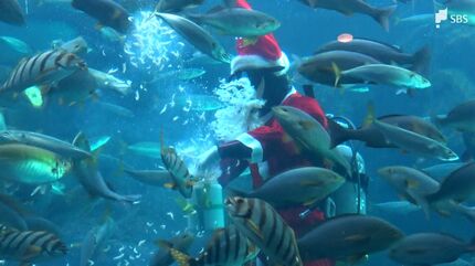 海の中にサンタクロース」プレゼントの餌に魚たちは大喜び クリスマス