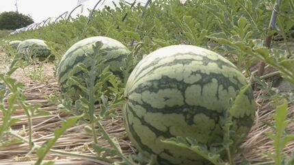 黄色の果肉が特徴の「小玉スイカ」の収穫が本格化 皮が薄く食べられる