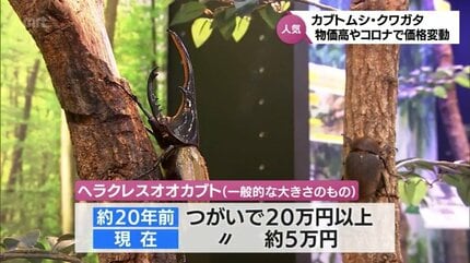 夏休み到来! 人気のカブトムシにクワガタ事情 捕まえたかたのコツと