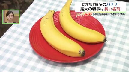 皮ごと食べられる！東北・福島で栽培される“長すぎる”バナナ | 福島の