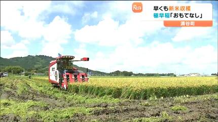 新米令和元年9月中旬収穫 日本一早い新米」コシヒカリの収穫始まる 価格は「相当上がっている