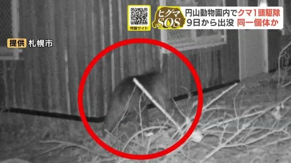 【クマ駆除】札幌・円山動物園内でクマ1頭を捕獲し駆除…体長1.13ｍのオス特徴から9日から何度も出没の個体か、箱わなにかかる　|　北海道のニュース｜HBC北海道放送