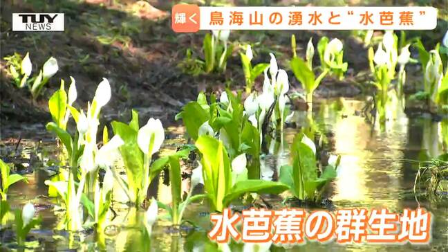 見ごろを迎えた水芭蕉の群生地も...鳥海ブルーラインの一部区間で冬季閉鎖解除（山形）|TBS NEWS DIG