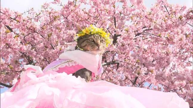児島湖周辺で河津桜が満開 キッチンカーも出て花見会開催【岡山】|TBS NEWS DIG