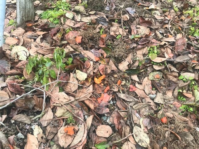 クマに柿の実が食い荒らされ...南陽市職員がクマに襲われた場所の近くでクマの痕跡　クマのものと見られるフンも（山形・南陽市）|TBS NEWS DIG