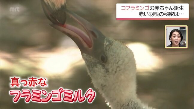 11年ぶりにフラミンゴの一種「コフラミンゴ」の赤ちゃんが誕生 宮崎市フェニックス自然動物園|TBS NEWS DIG