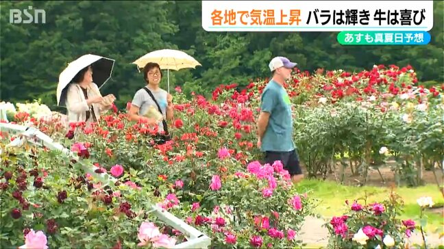 バラは輝き 牛は喜び 高気圧に覆われ “真夏日”一歩手前の一日 新潟市秋葉区では29.7℃|TBS NEWS DIG