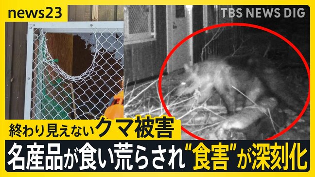 夜の動物園に忍び込むクマ 一度ならず二度までも…山形では名産品が食い荒らされ“食害”が深刻化【news23】|TBS NEWS DIG