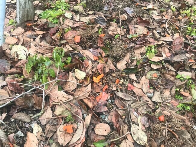 クマに柿の実が食い荒らされ...南陽市職員がクマに襲われた場所の近くでクマの痕跡 クマのものと見られるフンも(山形・南陽市)|TBS NEWS DIG
