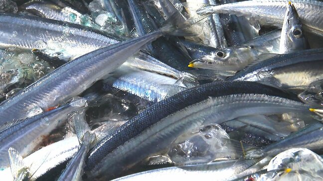 キャベツもトマトも高騰…猛暑の余波 サンマは“豊漁”特大サイズで登場|TBS NEWS DIG