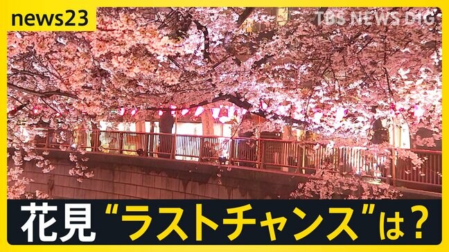 各地で“花散らしの雨”…見ごろを迎えた桜の名所では「桜より酒」 1日も全国的に雨の予報…“花見のラストチャンス”は?【news23】|TBS NEWS DIG