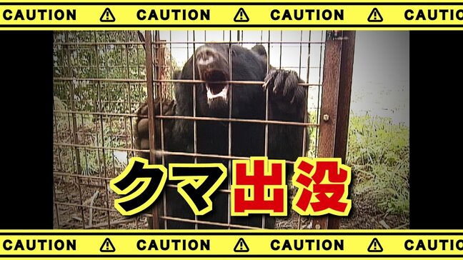 クマが道路を歩く 車の中から目撃 静岡県との県境付近 山梨・富士河口湖町|TBS NEWS DIG