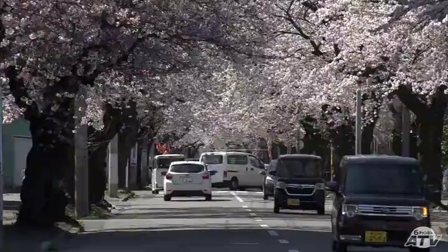 青森でもサクラ「満開」　桜川地区の『桜のトンネル』は見頃に　沿道歩く人は「気持ちが華やぐ」|TBS NEWS DIG