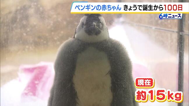 【生後１００日目】ふわふわのペンギンの赤ちゃん「大きく育ってくれてうれしい」体重３００ｇ→約１５ｋｇに！　和歌山・アドベンチャーワールド|TBS NEWS DIG