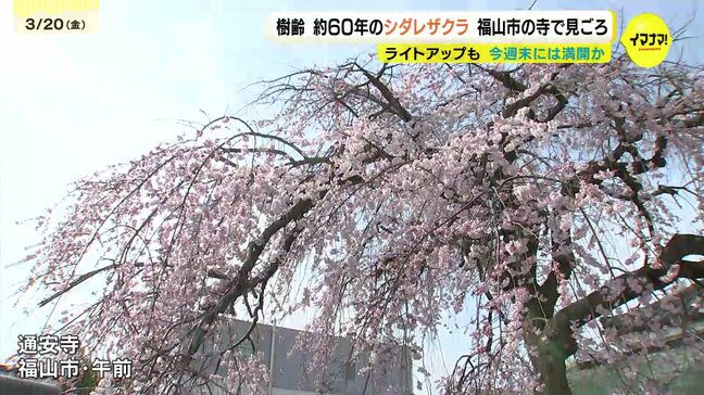 樹齢約60年のシダレザクラが見ごろに 広島・福山市|TBS NEWS DIG