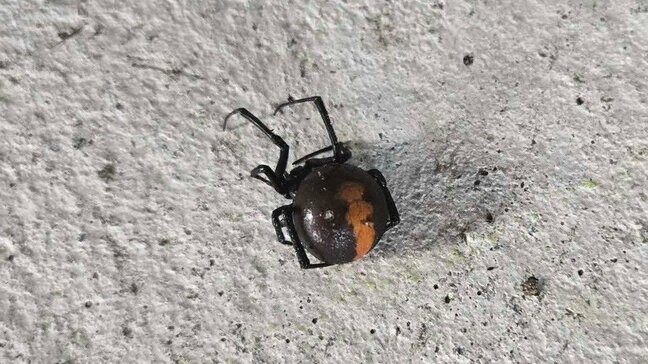 北陸道SAで有毒の「セアカゴケグモ」8月と同一場所で発見 石川・加賀市|TBS NEWS DIG